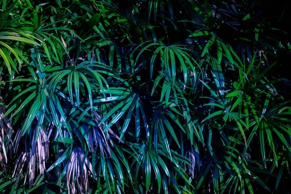 Folhas Fundo Ásia Tropical Floresta Tropical — Fotografia de Stock
