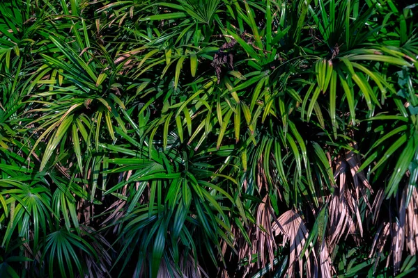 Folhas Fundo Ásia Tropical Floresta Tropical — Fotografia de Stock