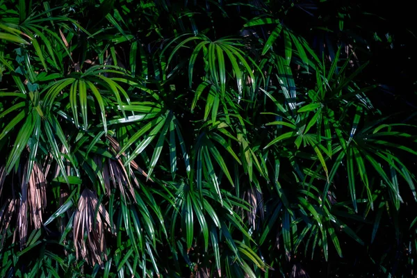 Оставляет Фон Тропической Азии Тропических Лесах — стоковое фото
