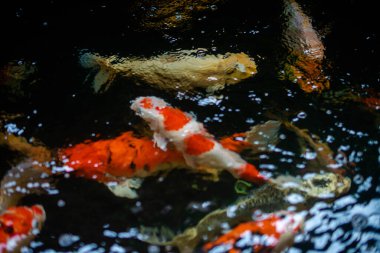 Koi balığı. Büyük bir Koi balığı sürüsü bir arada.