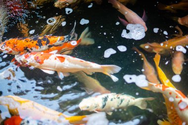 Koi balığı. Büyük bir Koi balığı sürüsü bir arada.