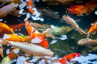 Koi balığı. Büyük bir Koi balığı sürüsü bir arada.