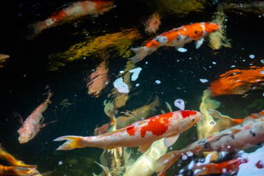 Koi balığı. Büyük bir Koi balığı sürüsü bir arada.