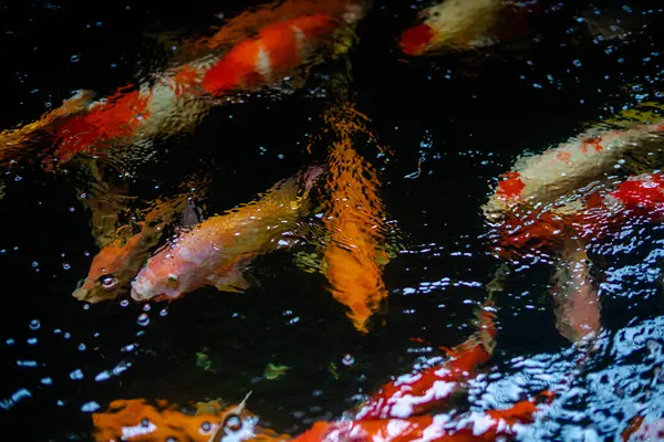 Peixe Koi Uma Grande Escola Peixes Koi Agrupar — Fotografia de Stock