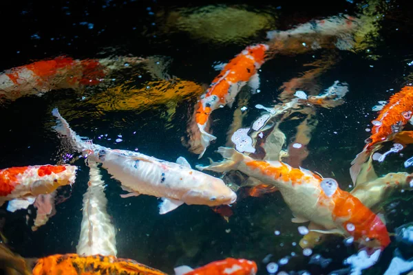 Peixe Koi Uma Grande Escola Peixes Koi Agrupar — Fotografia de Stock
