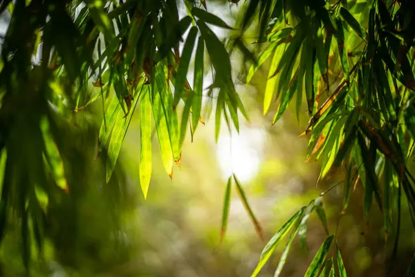 Leaves Bamboo Leaves Abstract Light Bokeh Background Bamboo Leaves Always — Stock Photo, Image