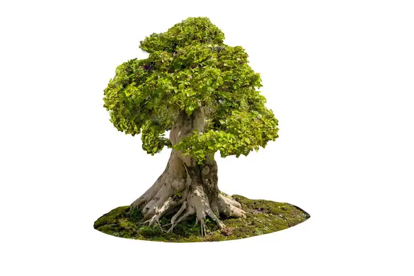 Beyaz Arka Planda Asia Bonsai Ağacı Çok Güzel Bacakları Ayrılmış — Stok fotoğraf
