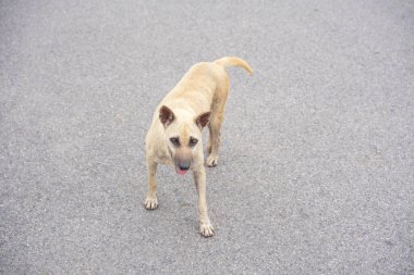 Asya sokaklarında başıboş köpekler, evsiz, zavallı, ilgisiz, yalnız