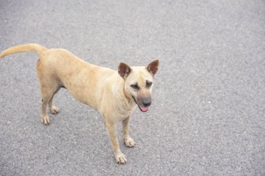 Asya sokaklarında başıboş köpekler, evsiz, zavallı, ilgisiz, yalnız