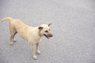 Asya sokaklarında başıboş köpekler, evsiz, zavallı, ilgisiz, yalnız