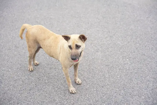 Asya sokaklarında başıboş köpekler, evsiz, zavallı, ilgisiz, yalnız