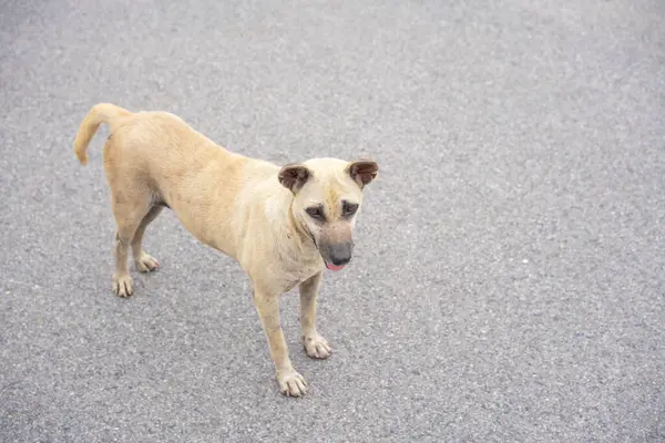 Asya sokaklarında başıboş köpekler, evsiz, zavallı, ilgisiz, yalnız