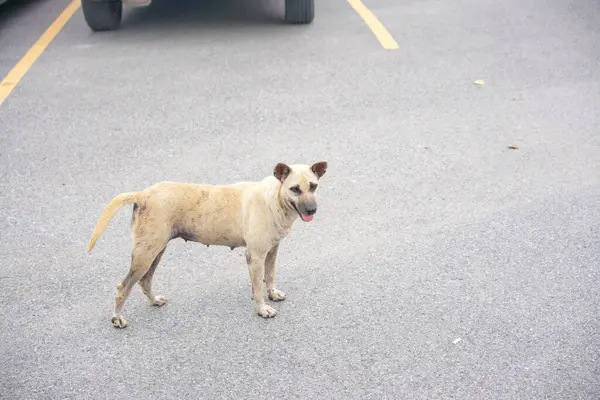 Asya sokaklarında başıboş köpekler, evsiz, zavallı, ilgisiz, yalnız