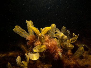 Sidik torbası, mesane sikişi, ot patlatma, ot kesme, kelpware, deniz kestanesi, domuz otu tang olarak da bilinir. Orijinal iyot kaynağı bu. Siyah deniz suyu arkaplanı.