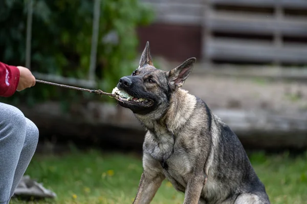 Genç, mutlu bir Alman çoban köpeği topla römorkör oynuyor. Samur renkli iş cins.