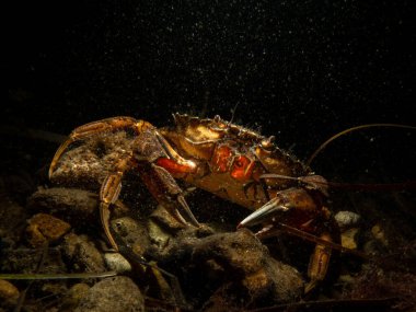 Koyu arkaplanı olan bir yengecin yakın plan fotoğrafı. Görüntü The Sound 'dan, İsveç ve Danimarka arasında