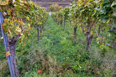 Mosel Vadisi 'nde bir üzüm bağı. Güzel sarı sarmaşık yaprakları ve yeşil çimenler mavi gökyüzüne karşı