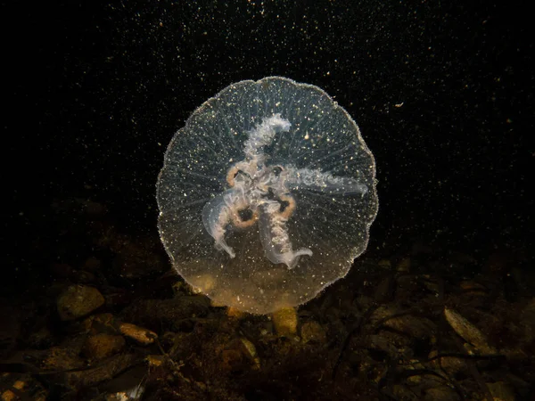 Close Picture Moon Jellyfish Aurelia Aurita Black Seawater Background Picture — Stock Photo, Image