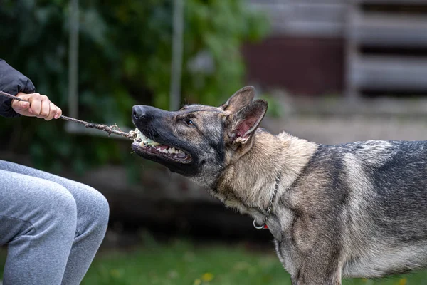 Young Happy German Shepherd Plays Tug Ball Sable Colored Working — Stock Photo, Image