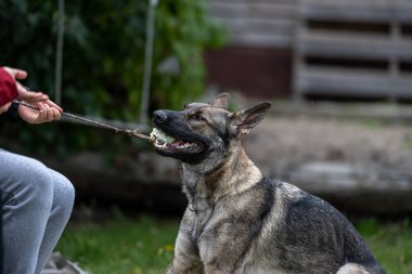 Genç, mutlu bir Alman çoban köpeği topla römorkör oynuyor. Samur renkli iş cins.