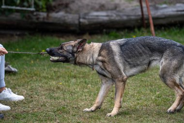 Genç, mutlu bir Alman çoban köpeği topla römorkör oynuyor. Samur renkli iş cins.
