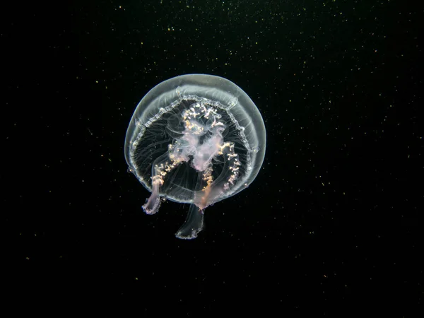 Close Picture Moon Jellyfish Aurelia Aurita Black Seawater Background Picture — Stock Photo, Image