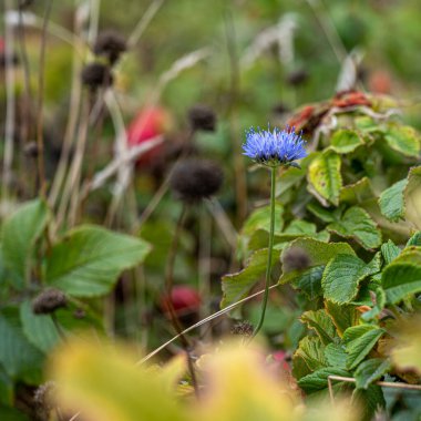 Mavi bir kır çiçeğinin yakın plan fotoğrafı. Yeşillik arka plan. Fotoğraf Skanor-Falsterbo 'dan Scania County, İsveç' in güneybatı ucunda.