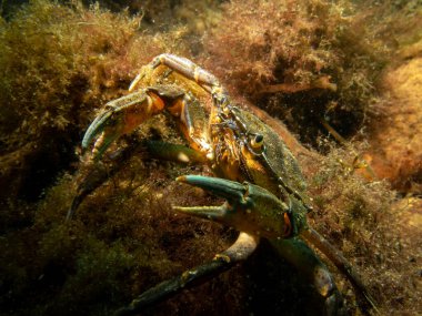 Deniz yosunları arasında bir yengecin yakın plan fotoğrafı. Görüntü The Sound 'dan, İsveç ve Danimarka arasında