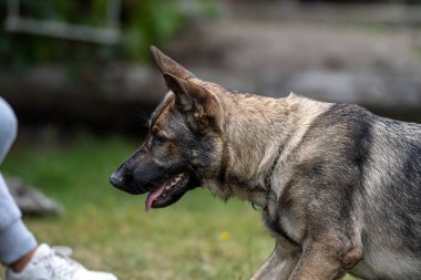 Genç, mutlu bir Alman çoban köpeğinin profil fotoğrafı. Samur renkli iş cins.