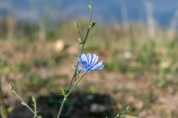 Anemone Hepatica Hepatica Nobilis Květu Ostrově Veli Lošinj Chorvatsko — Stock fotografie