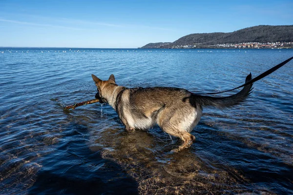 Ein Junger Glücklicher Deutscher Schäferhund Spielt Mit Einem Stock Einem — Stockfoto