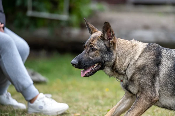 Genç Mutlu Bir Alman Çoban Köpeğinin Profil Fotoğrafı Samur Renkli — Stok fotoğraf