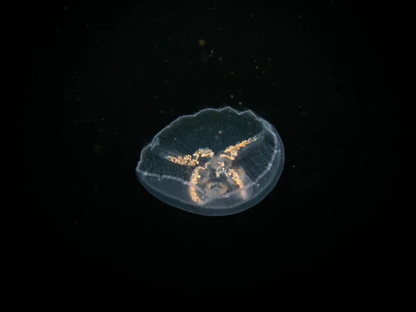 Close Picture Moon Jellyfish Aurelia Aurita Black Seawater Background Picture Royalty Free Stock Images