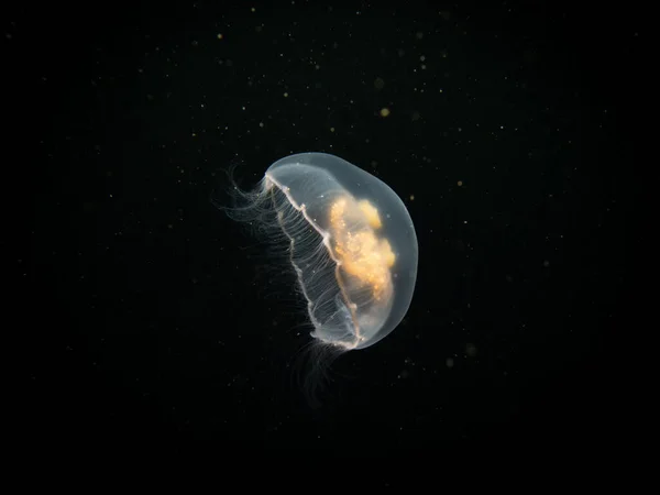 Moon Jellyfish Aurelia Aurita Black Seawater Background Picture Oresund Malmo 스톡 사진