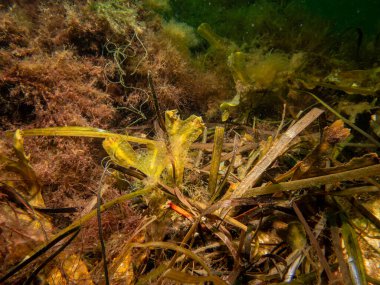 Fucus vesiculosus 'un yakın plan fotoğrafları, yaygın isimler mesane kırıntısı, siyah tang, kaya yosunu, mesane siken, deniz meşeyi, ot kesme, boyacı siken, kızıl siken ve kaya kırıntısı. Orijinal iyot kaynağıydı