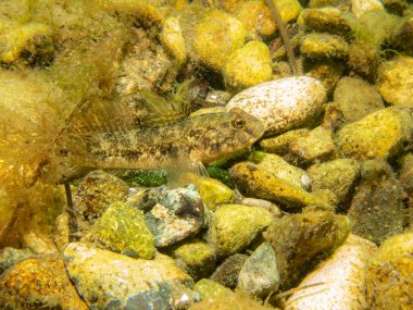 The Sound 'da bir Sandy Goby, Pomatoschistus minute, İsveç ve Danimarka arasındaki su