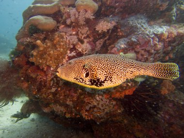 Map Puffer Arothron mappa, or Scribbled toadfish, at a coral reef outside Puerto Galera, Philippines. This is in the center of the coral triangle clipart