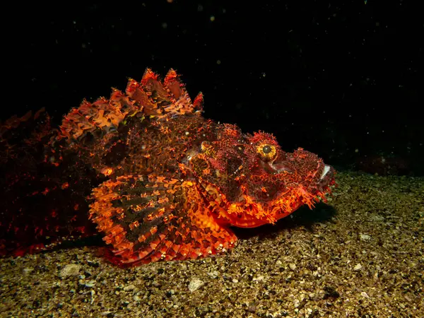 Papuan Akrep Balığı, Scorpaenopsis papuensis, Filipinler 'in Puerto Galera kentindeki bir mercan resifinde bulunur. Bu tür bir kılık değiştirme ustasıdır ve fark edilmesi çok zor olabilir.