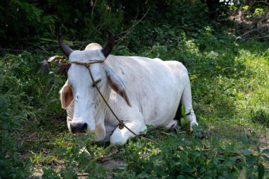 Beyaz bir Filipin ineği Batangas bölgesindeki ağaçların arasında gölgede yatıyor. Filipinlerdeki kırsal yaşam