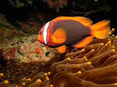 Tomato anemonefish, Amphiprion frenatus, in the host anemone at a coral reef, Puerto Galera, Philippines clipart