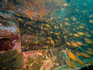 A school of Anthias at a shipwreck in Puerto Galera, Philippines. Waters swarm with living creatures. clipart