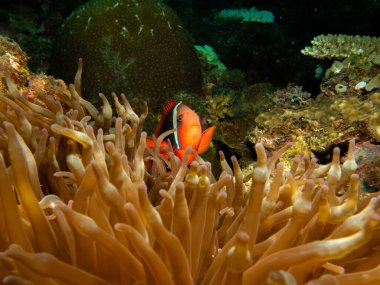 Tomato anemonefish, Amphiprion frenatus, in the host anemone at a coral reef, Puerto Galera, Philippines clipart