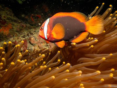 Tomato anemonefish, Amphiprion frenatus, in the host anemone at a coral reef, Puerto Galera, Philippines clipart