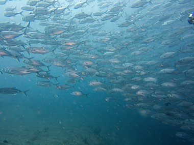 Filipinler 'in Puerto Galerisi' nin dışında büyük bir Big Eye Trevally, Jackfish veya Caranx sexfasciatus okulu