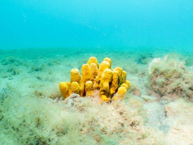 Yellow tube sponge, Aplysina aerophoba, with a light turquoise ocean background. Picture from the Adriatic Sea, Croatia clipart