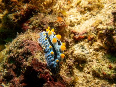 Deniz salyangozu Phyllidia varicosa veya Wart Slug, siyah çizgili ve sarı noktalı renkli bir çıplak daldır. Fotoğraf: Puerto Galera, Filipinler