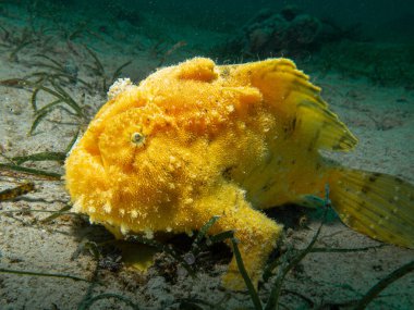 Sarı Dev Kurbağa Balığı, Antennarius Ticaret, Porto Galerisi, Filipinler. Mavi hariç neredeyse her renkte var.