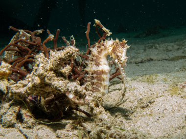 A Thorny seahorse, Hippocampus histrix, at a muck dive in Puerto Galera in the Philippines clipart