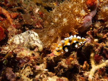Parlak sarı ve beyaz Ocellated Phyllidia çıplaklığı, Phyllidia ocellata, bir deniz sümüklüböceği, Filipinler 'in Puerto Galerası yakınlarında dorid bir çıplaklık dalı. 