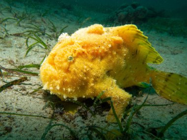 Yellow Giant Frogfish, Antennarius commerson, Puerto Galera, Philippines. They come in almost every color except blue clipart